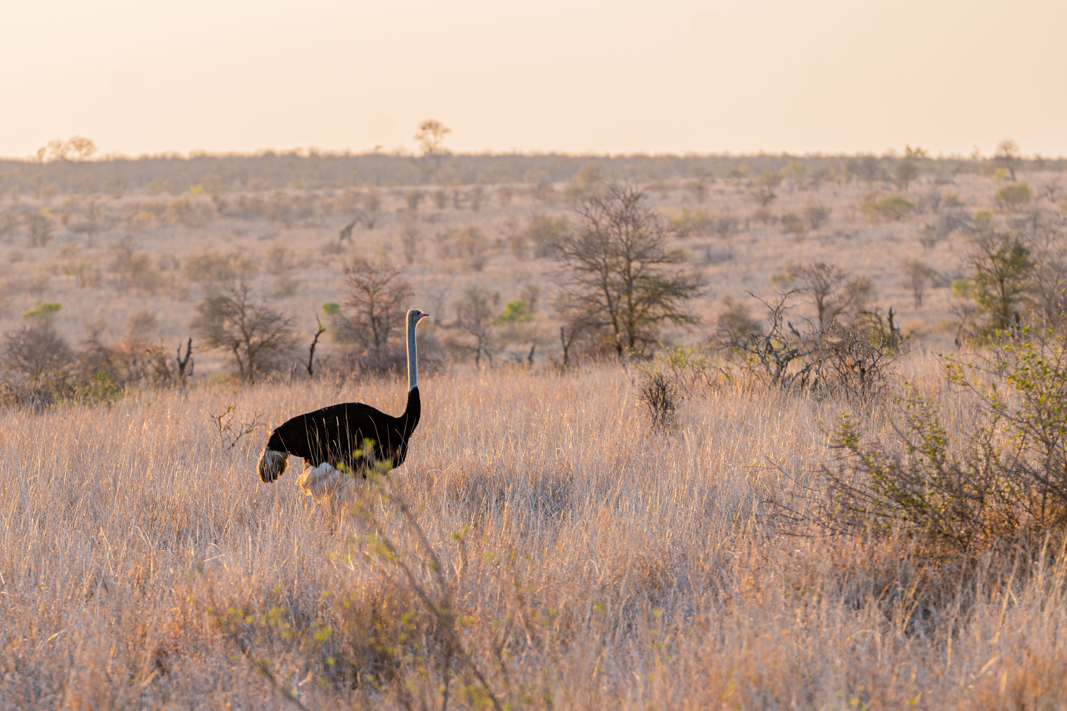 Patrick Brandon: an ostrich at golden hour