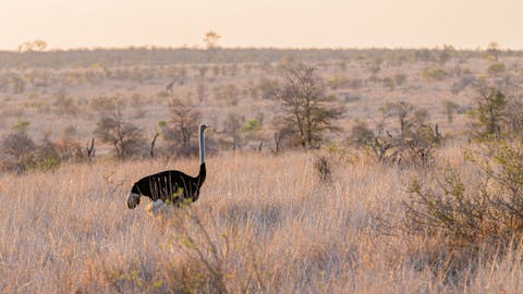 Patrick Brandon: an ostrich at golden hour