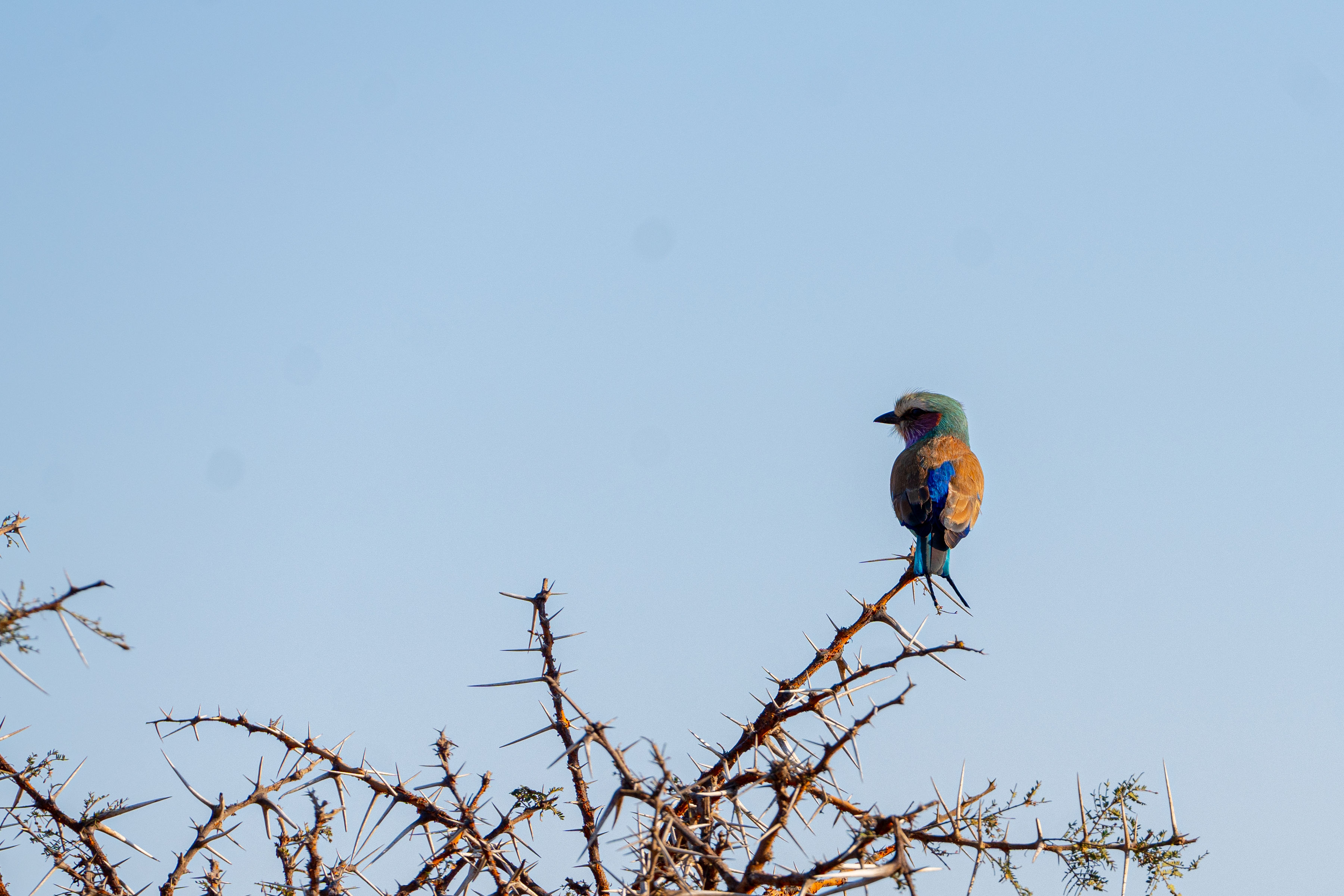 Patrick Brandon: a lilac breasted roller bird perched in a tree