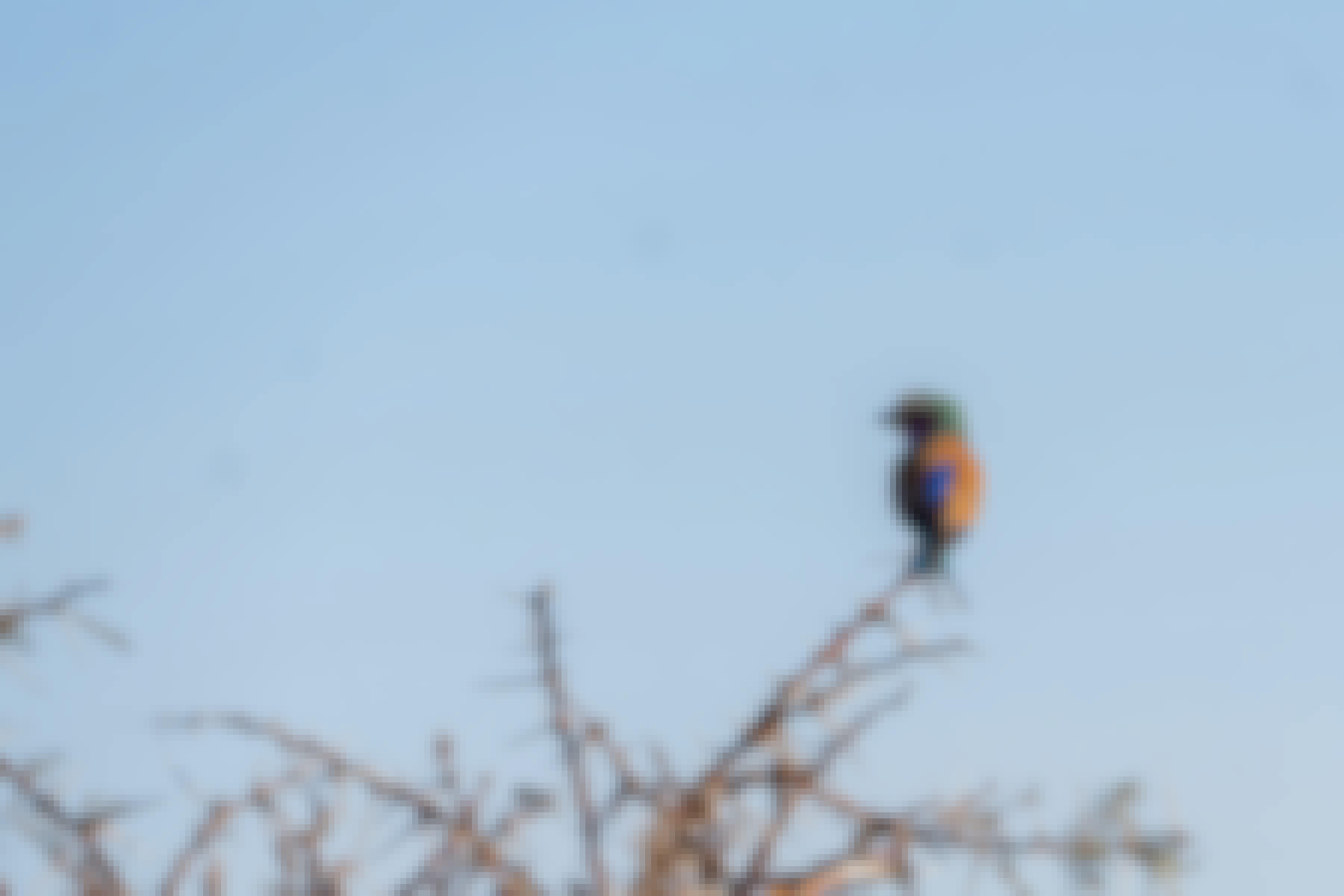 Patrick Brandon: a lilac breasted roller bird perched in a tree