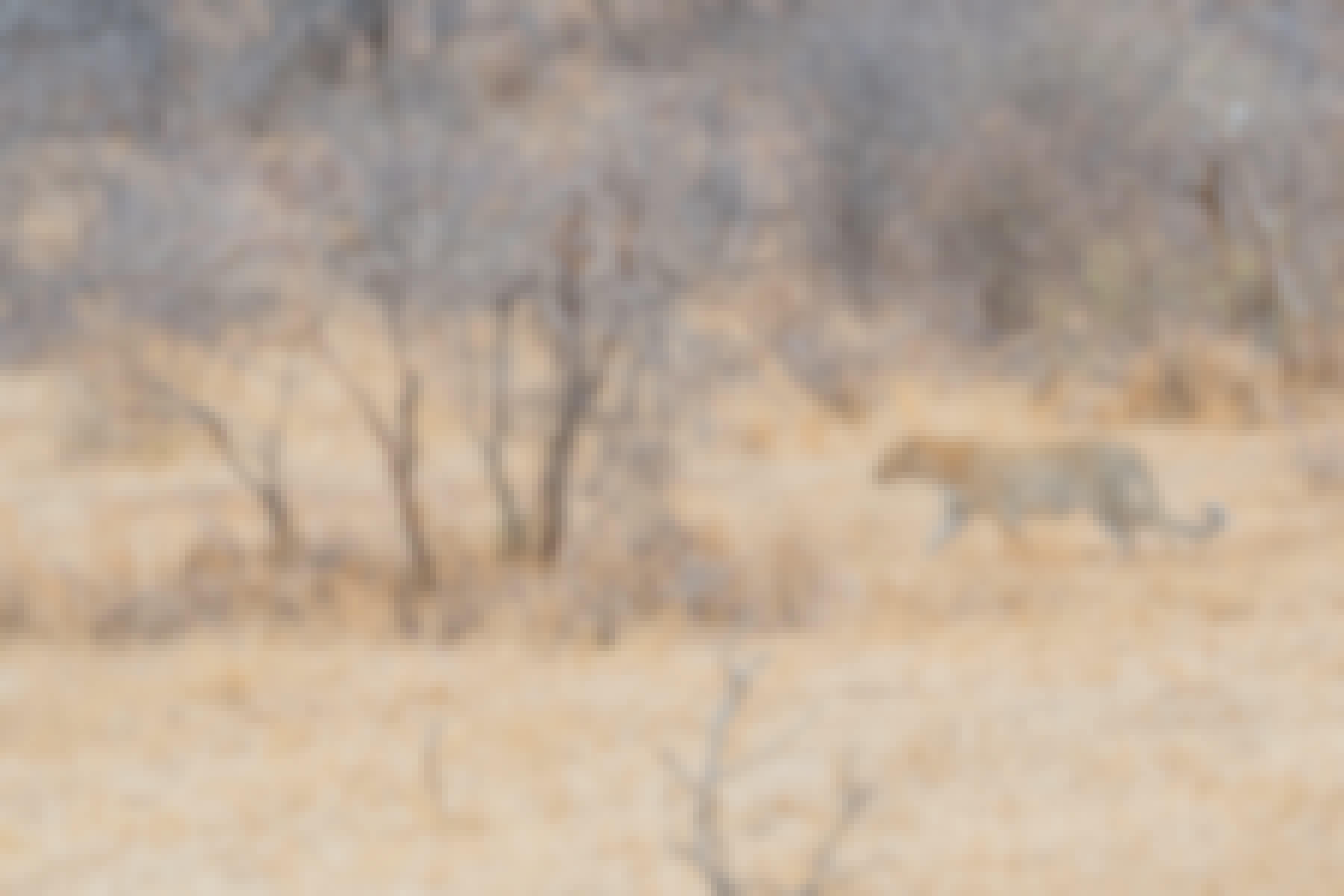 Patrick Brandon: a leopard stalking through the bush
