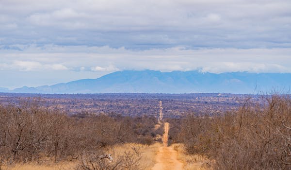 Patrick Brandon: a very long road through the bush, heading to the mountain