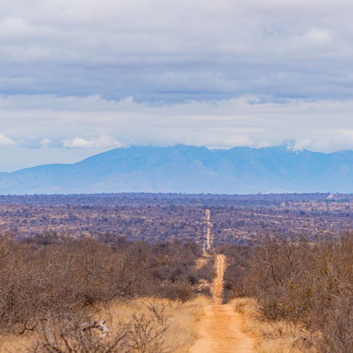 Patrick Brandon: a very long road through the bush, heading to the mountain
