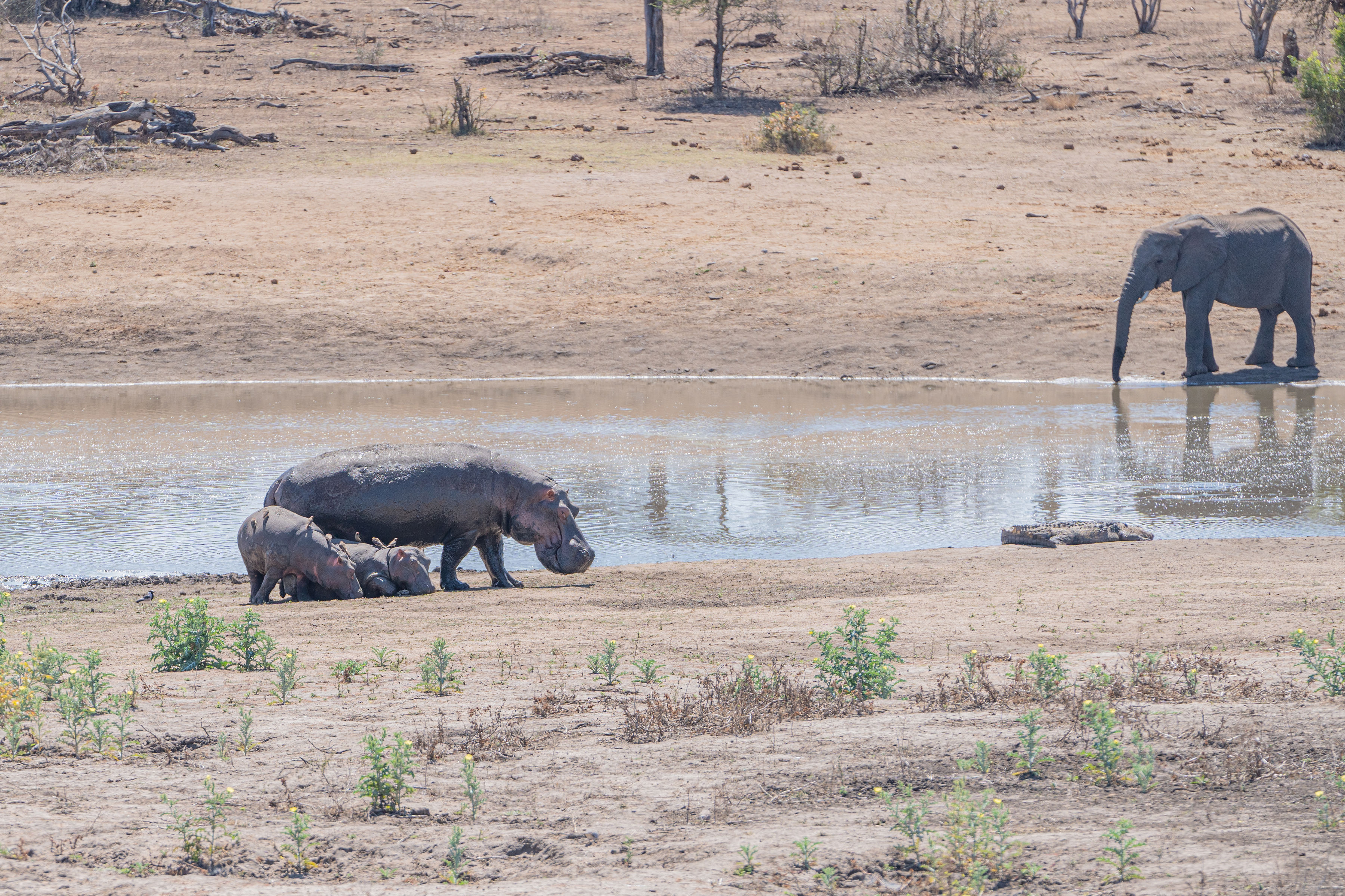 Patrick Brandon: hippos and an elephant by a waterhole