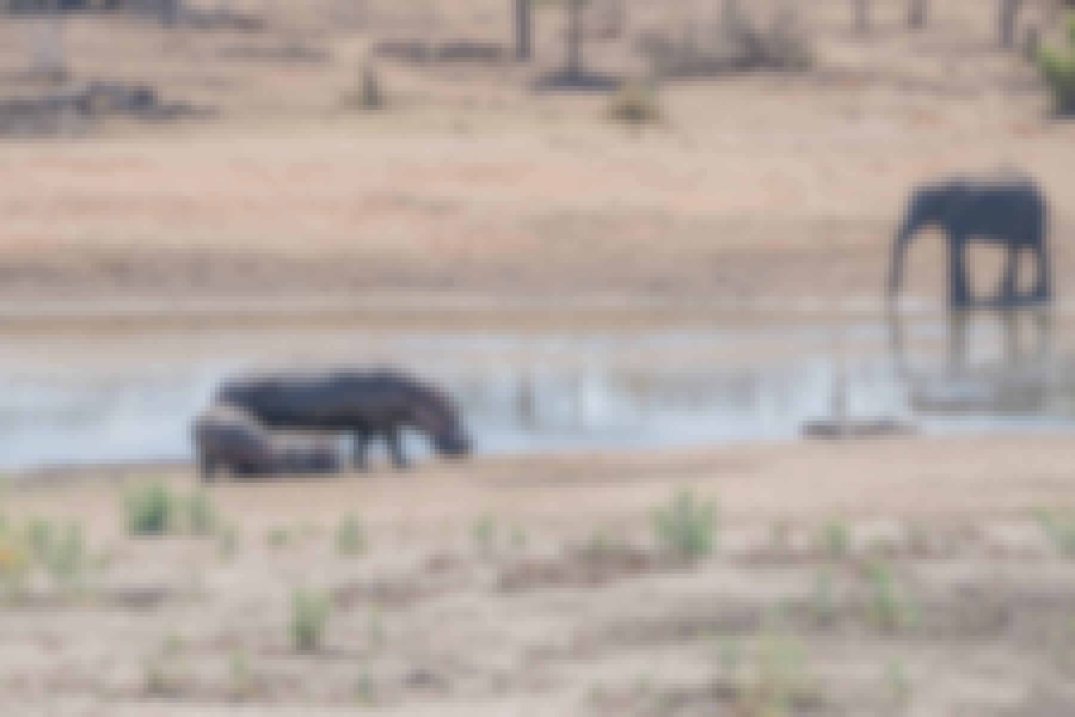 Patrick Brandon: hippos and an elephant by a waterhole