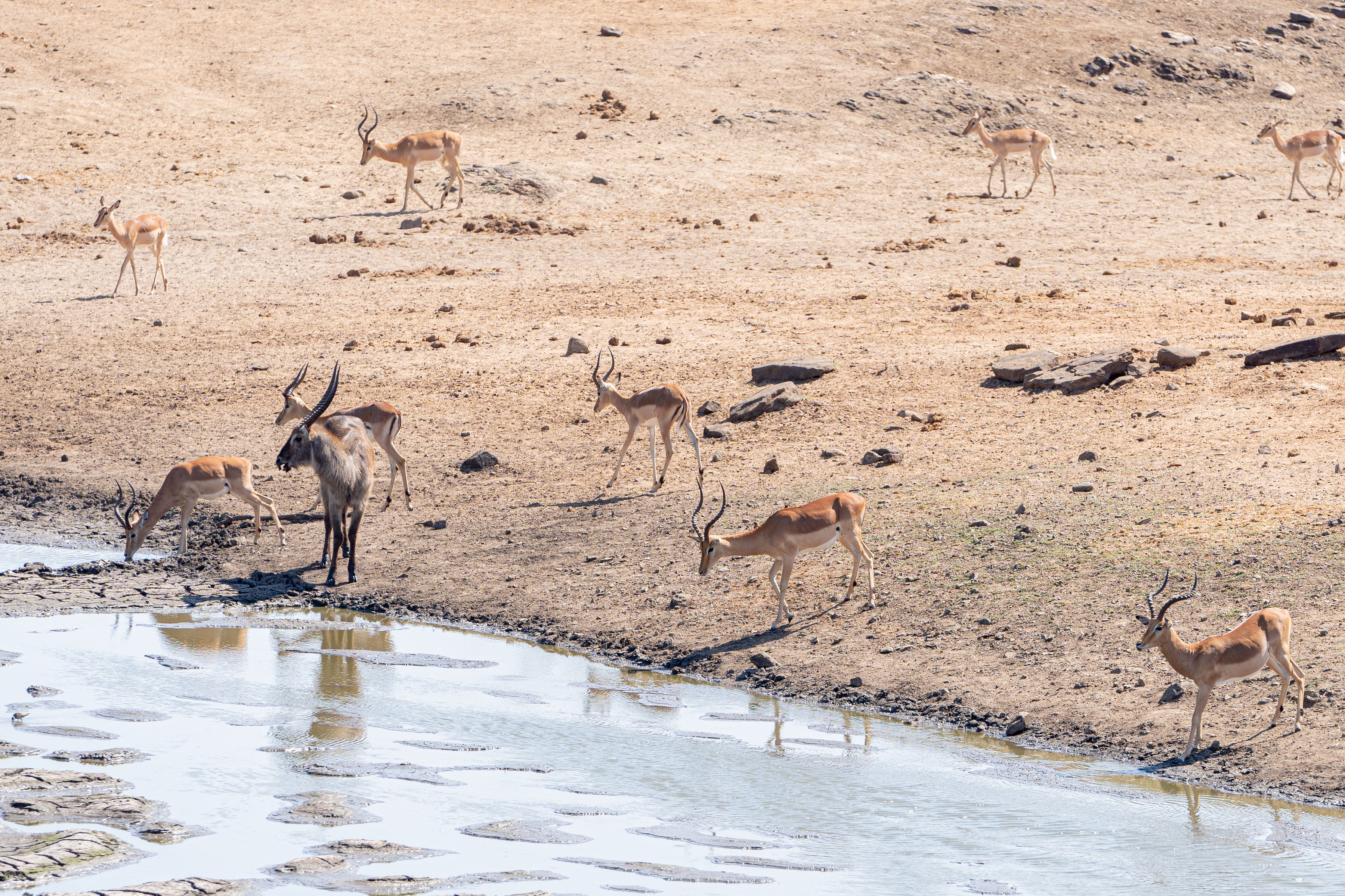 Patrick Brandon: impala drinking from the watering hole