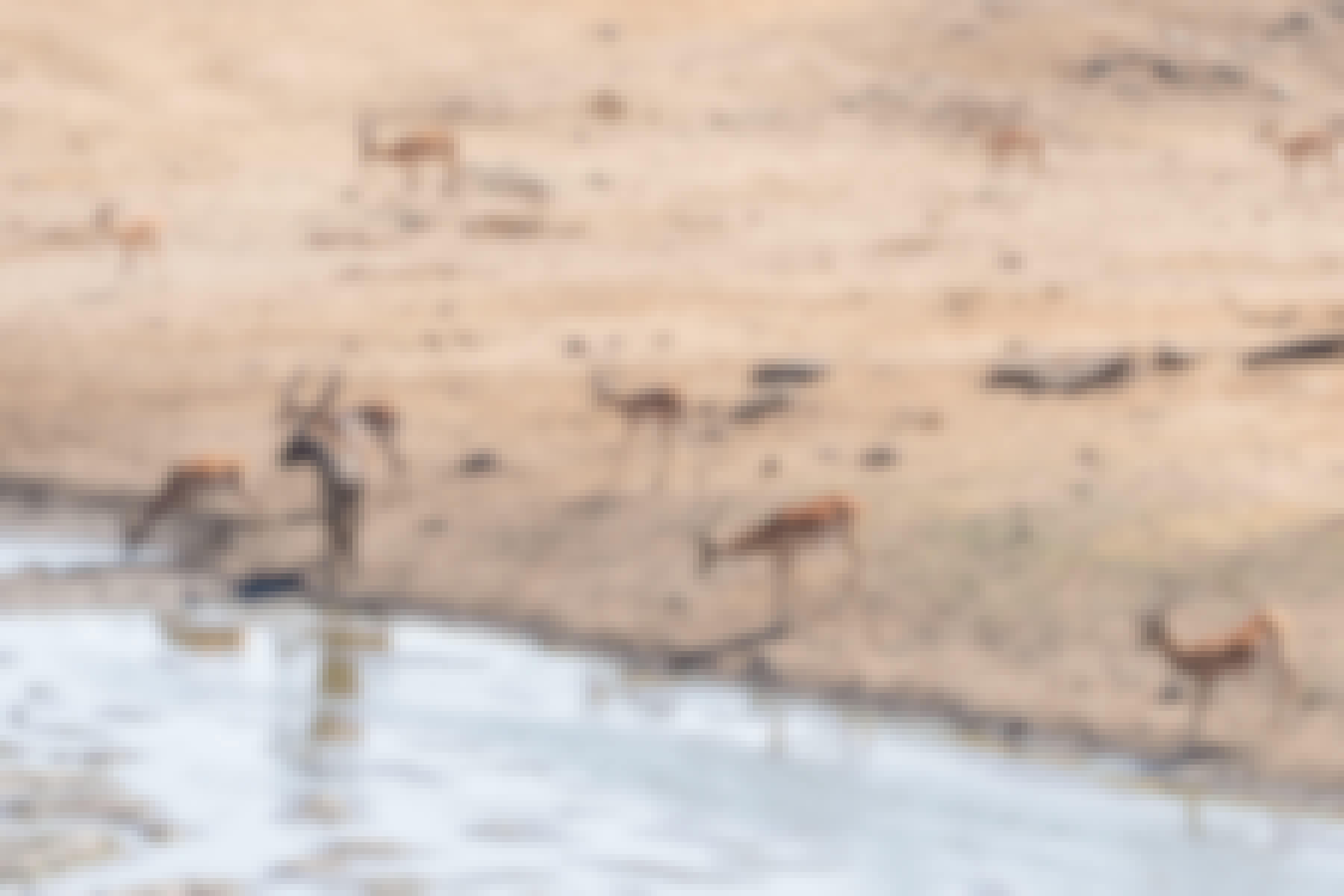 Patrick Brandon: impala drinking from the watering hole