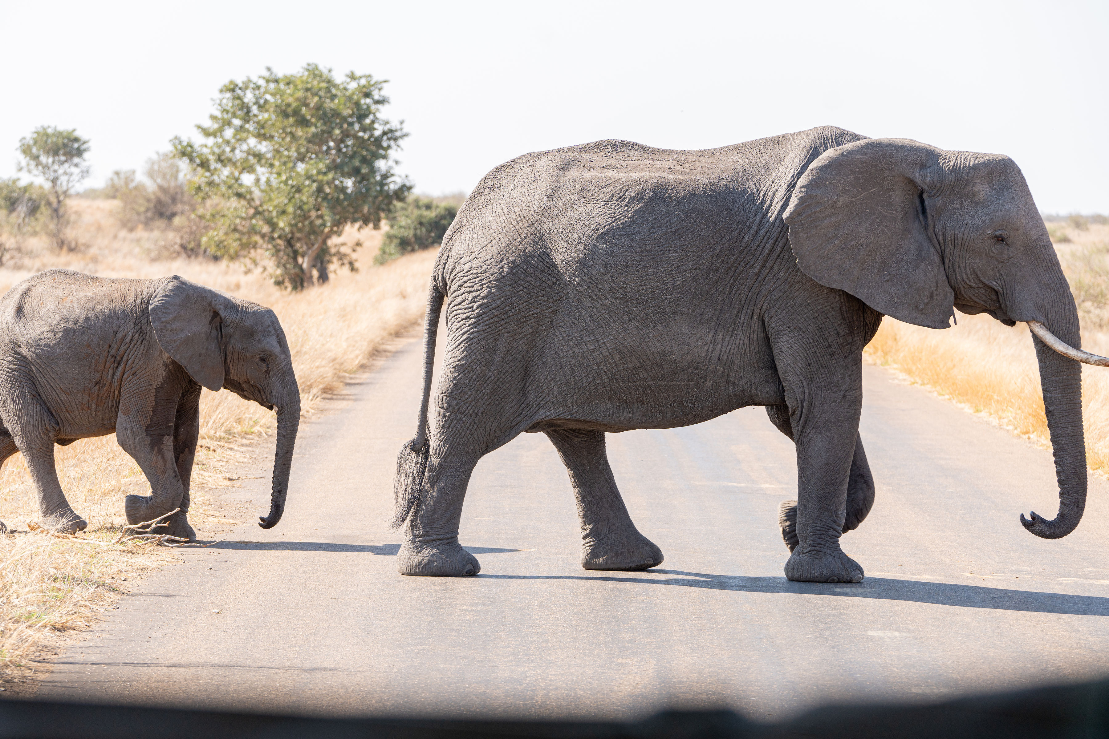Patrick Brandon: a mother and baby elephant crossing the road