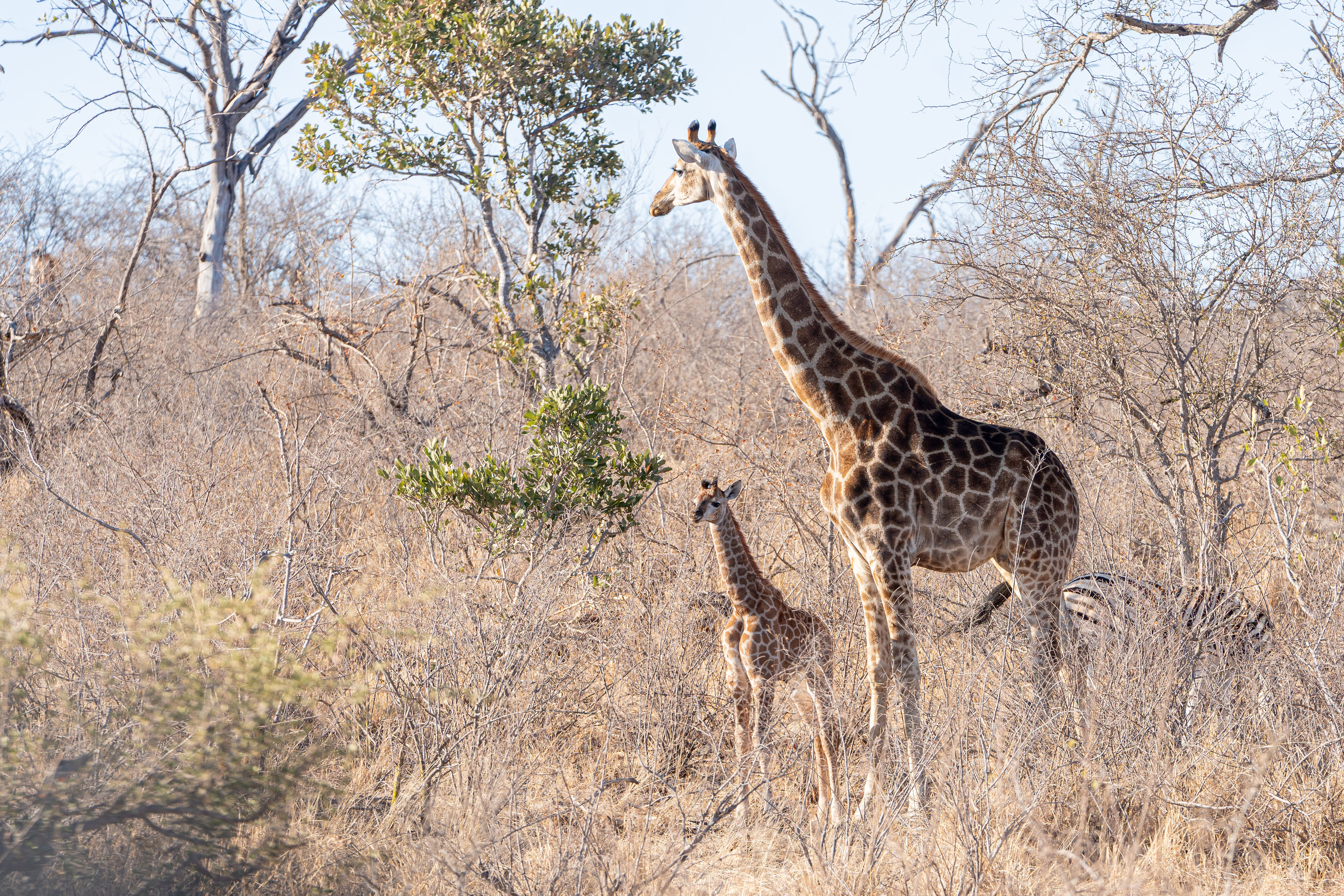 Patrick Brandon: a mother and baby giraffe in the bush