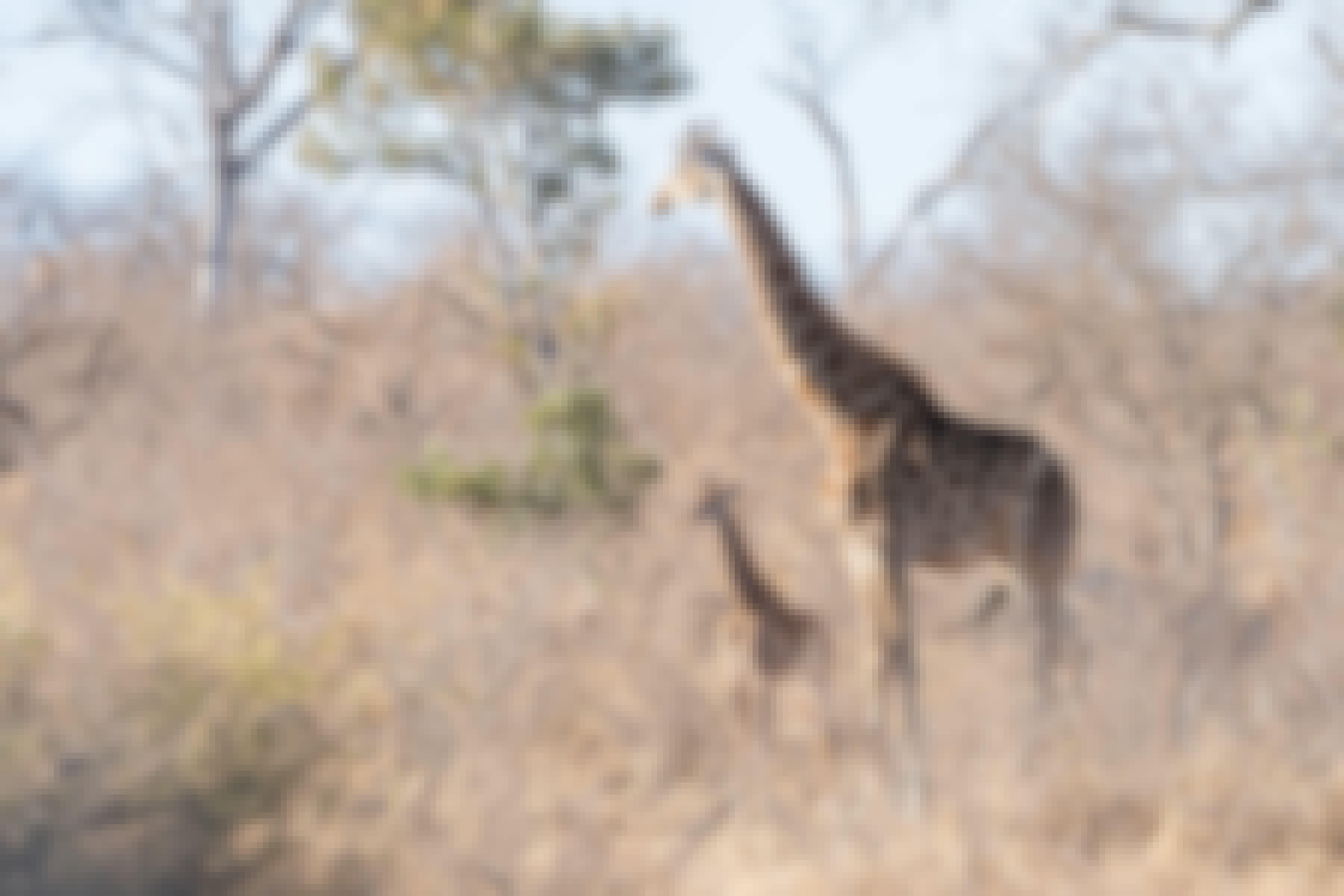 Patrick Brandon: a mother and baby giraffe in the bush