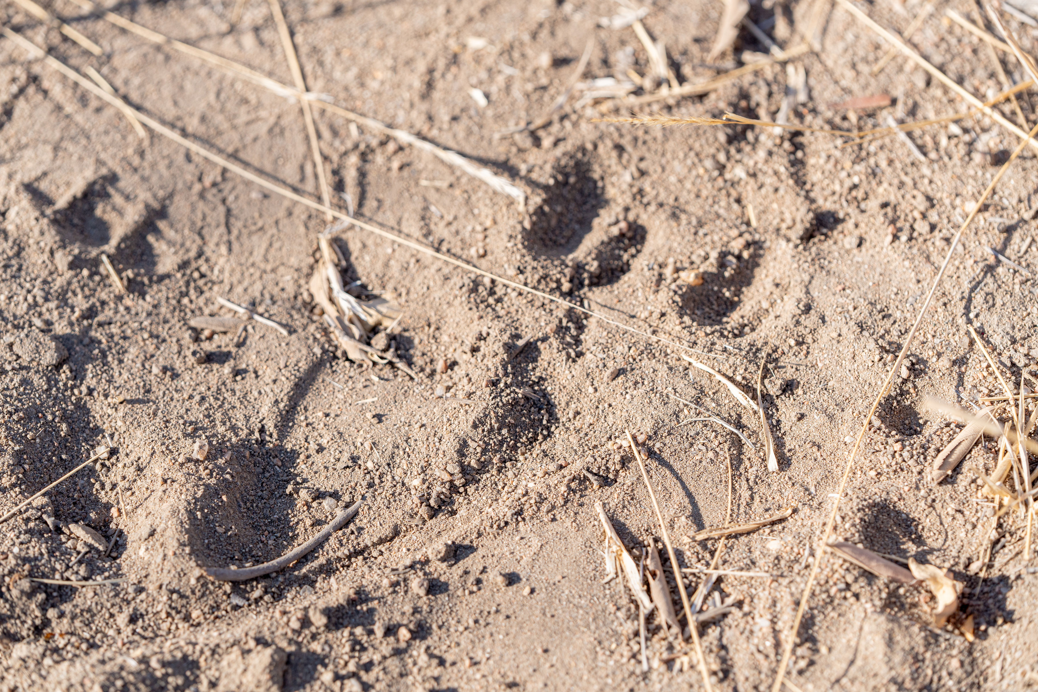 Patrick Brandon: animal tracks in the sand