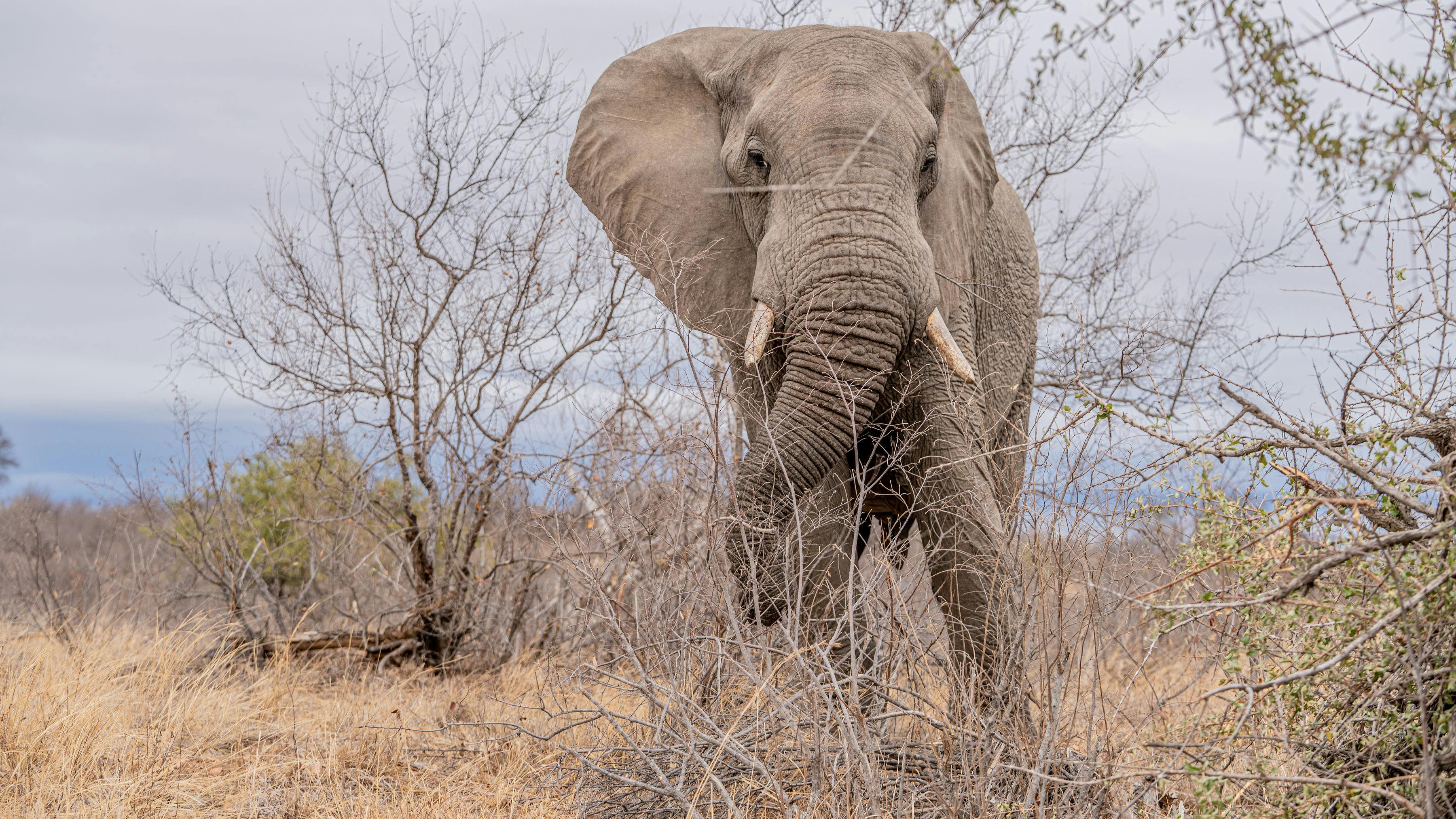 Patrick Brandon: elephant close up in the bush