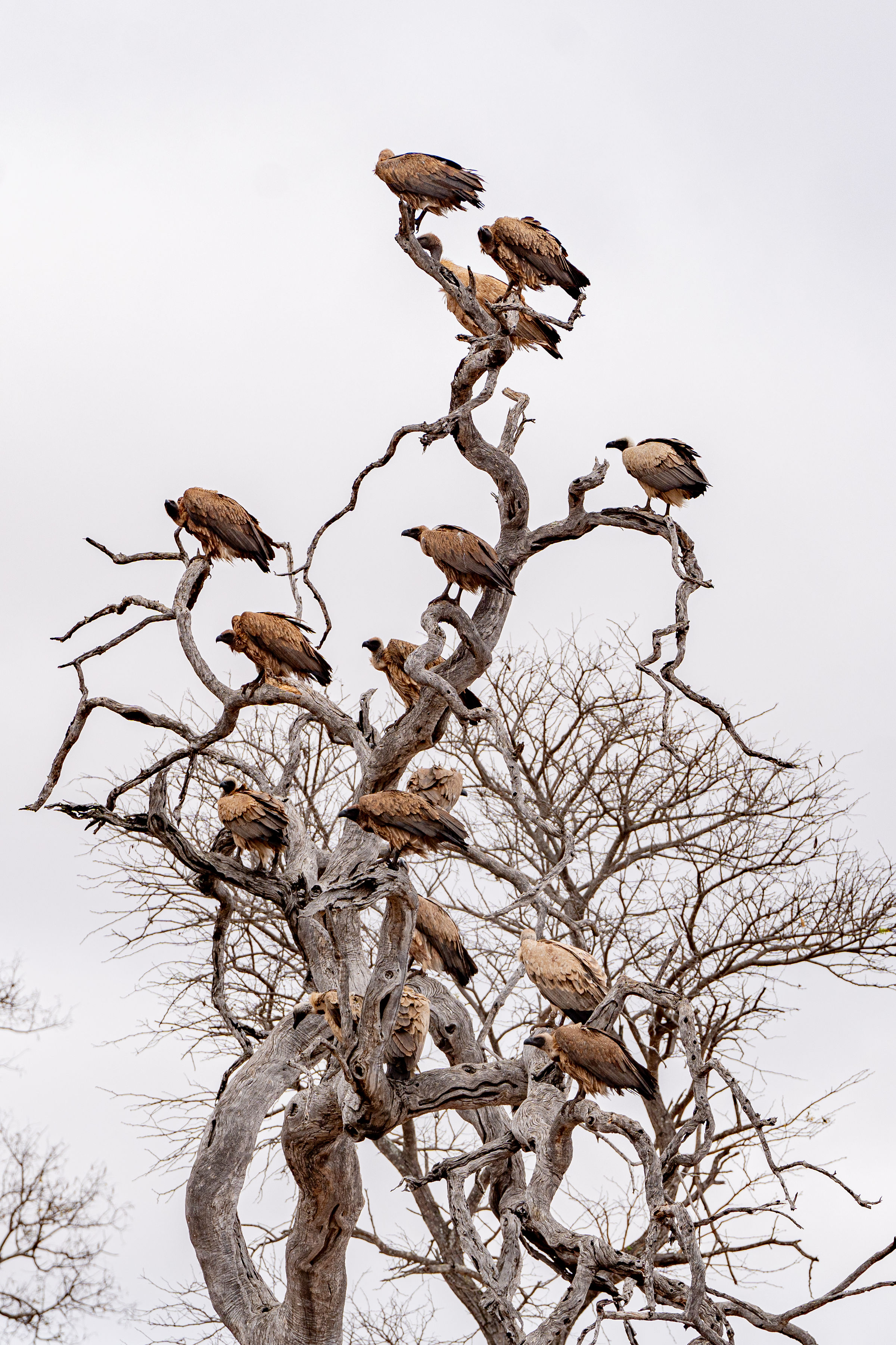 Patrick Brandon: vultures in a tree 