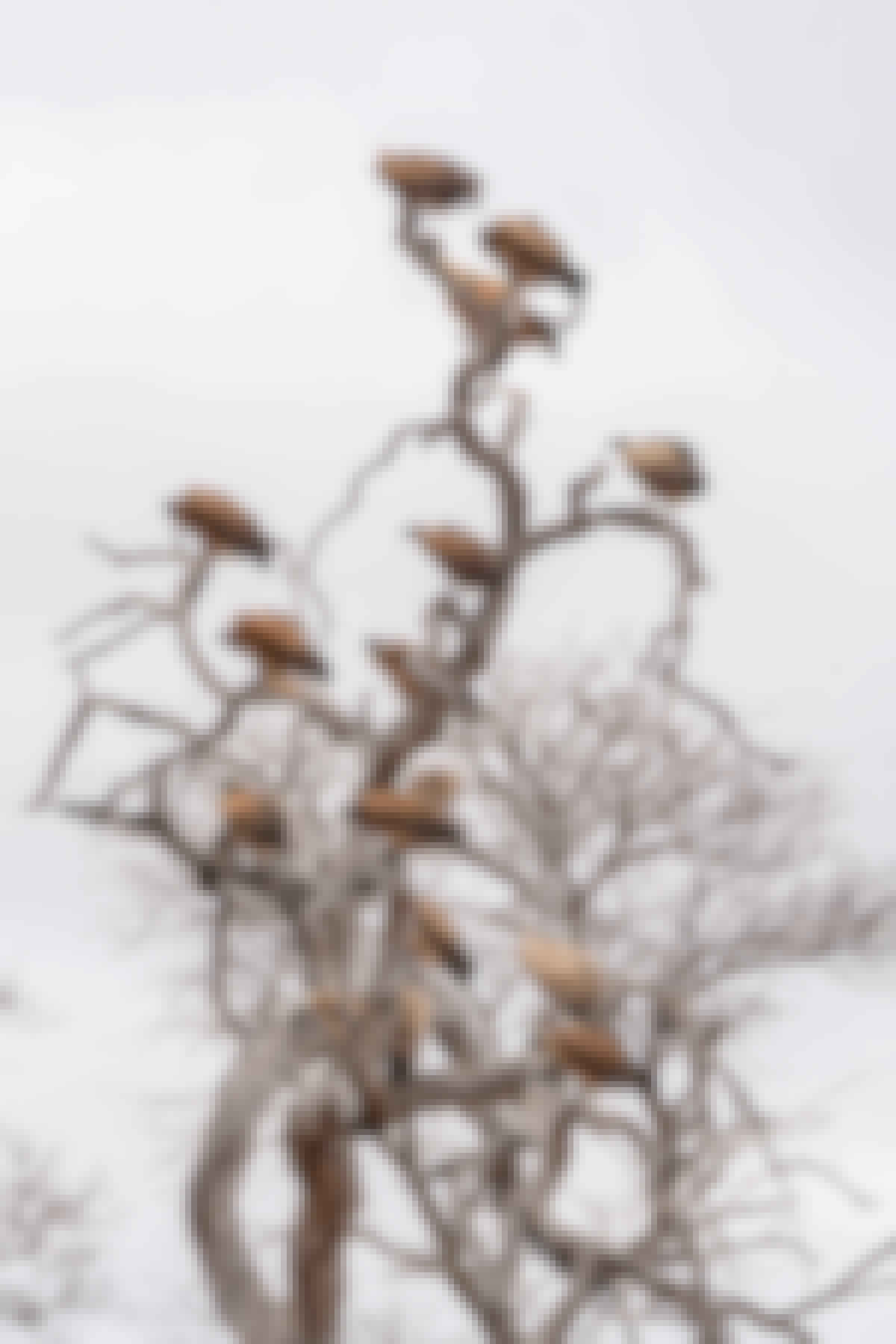Patrick Brandon: vultures in a tree 