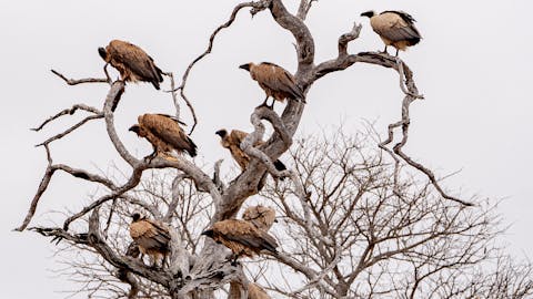 Patrick Brandon: vultures in a tree