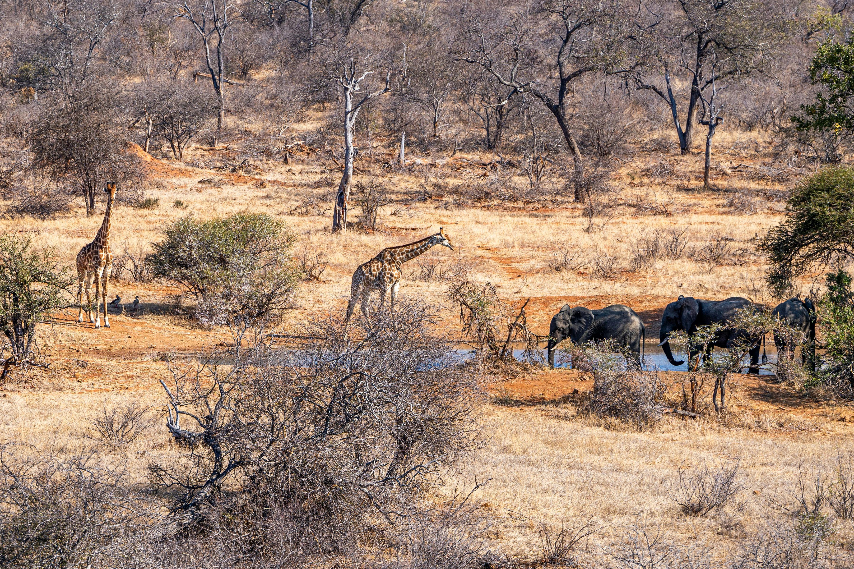 Patrick Brandon: giraffes and elephants congregating around a waterhole in the bush 