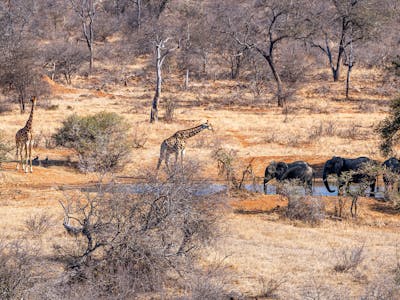 Patrick Brandon: giraffes and elephants congregating around a waterhole in the bush