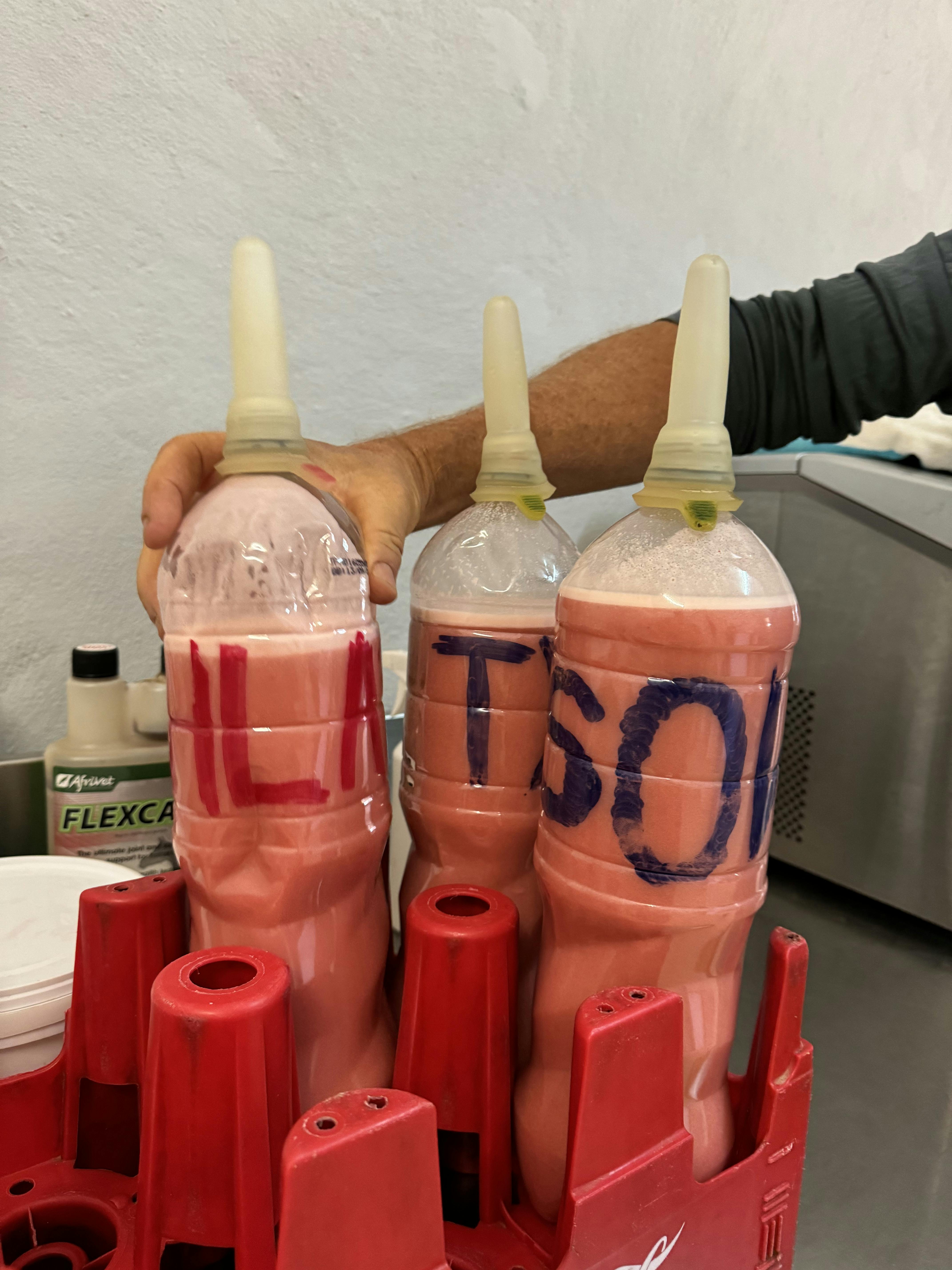 Amanda Thompson: rhino calf milk that has been prepared 