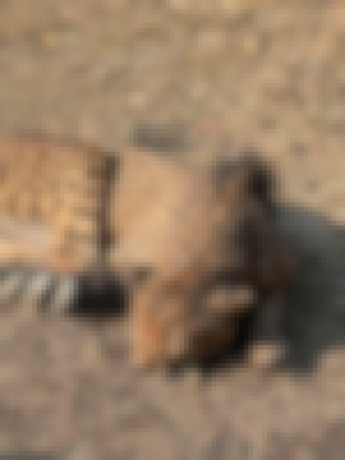 Adam Peerally: a cheetah asleep 