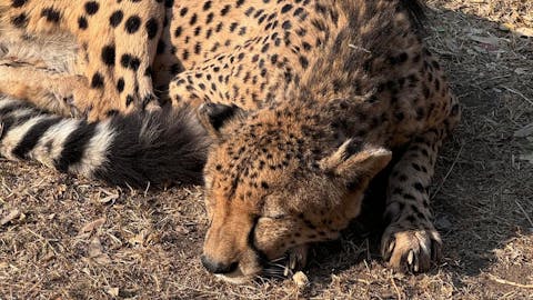 Adam Peerally: a cheetah asleep
