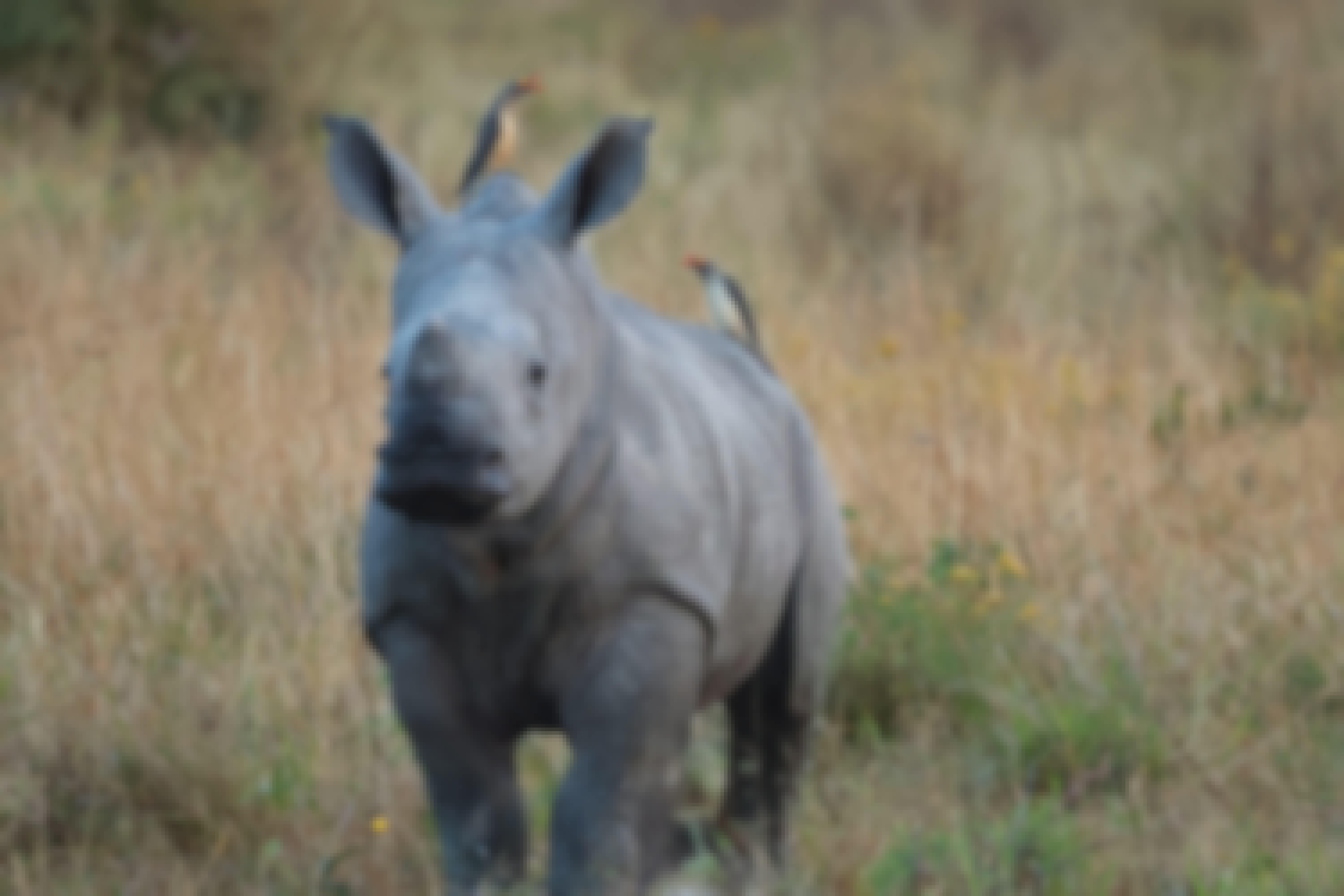 Jenna Page: a rhino calf with some oxpeckers on its head