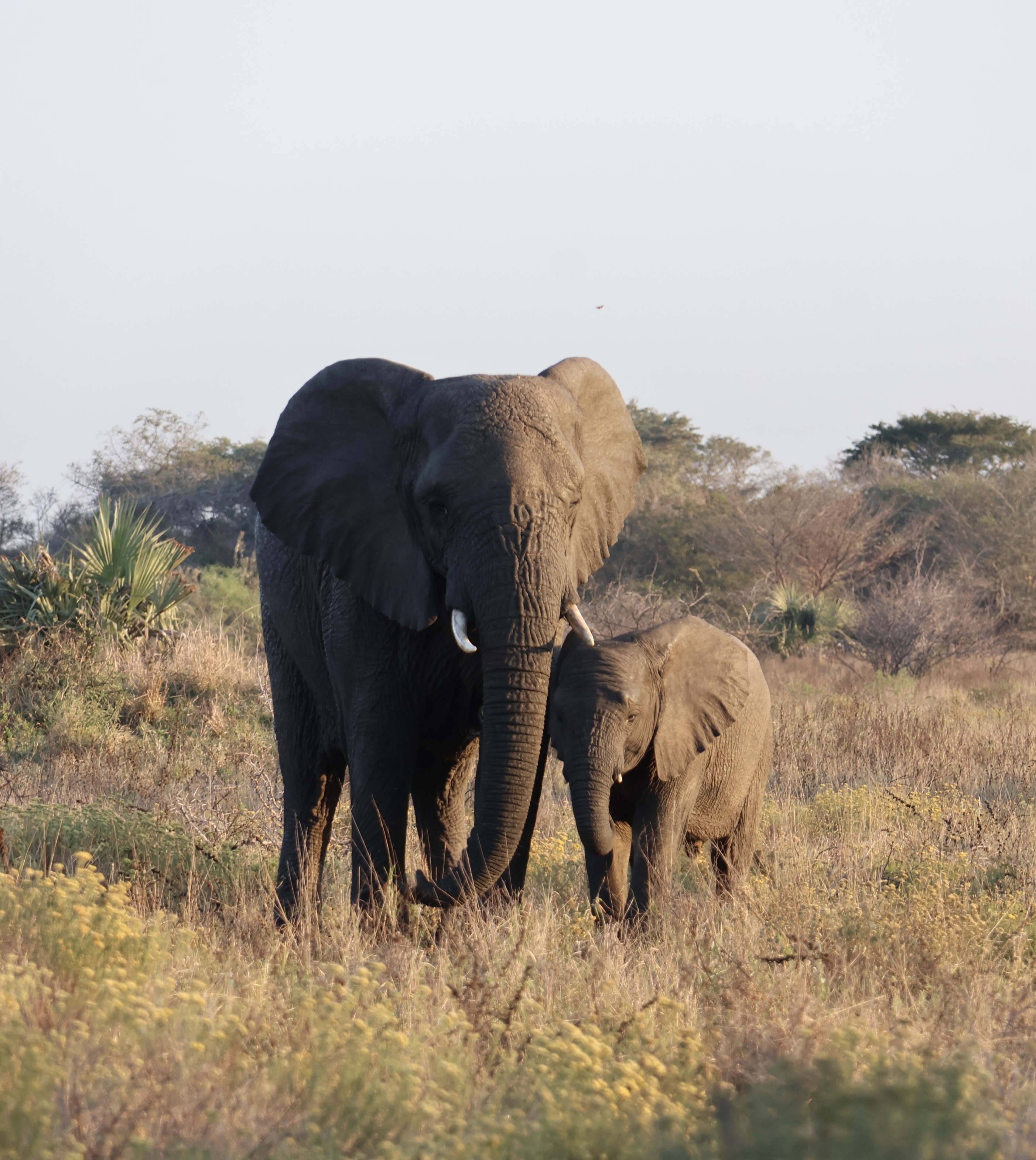 Jenna Page: Mother and baby elephant in the bush