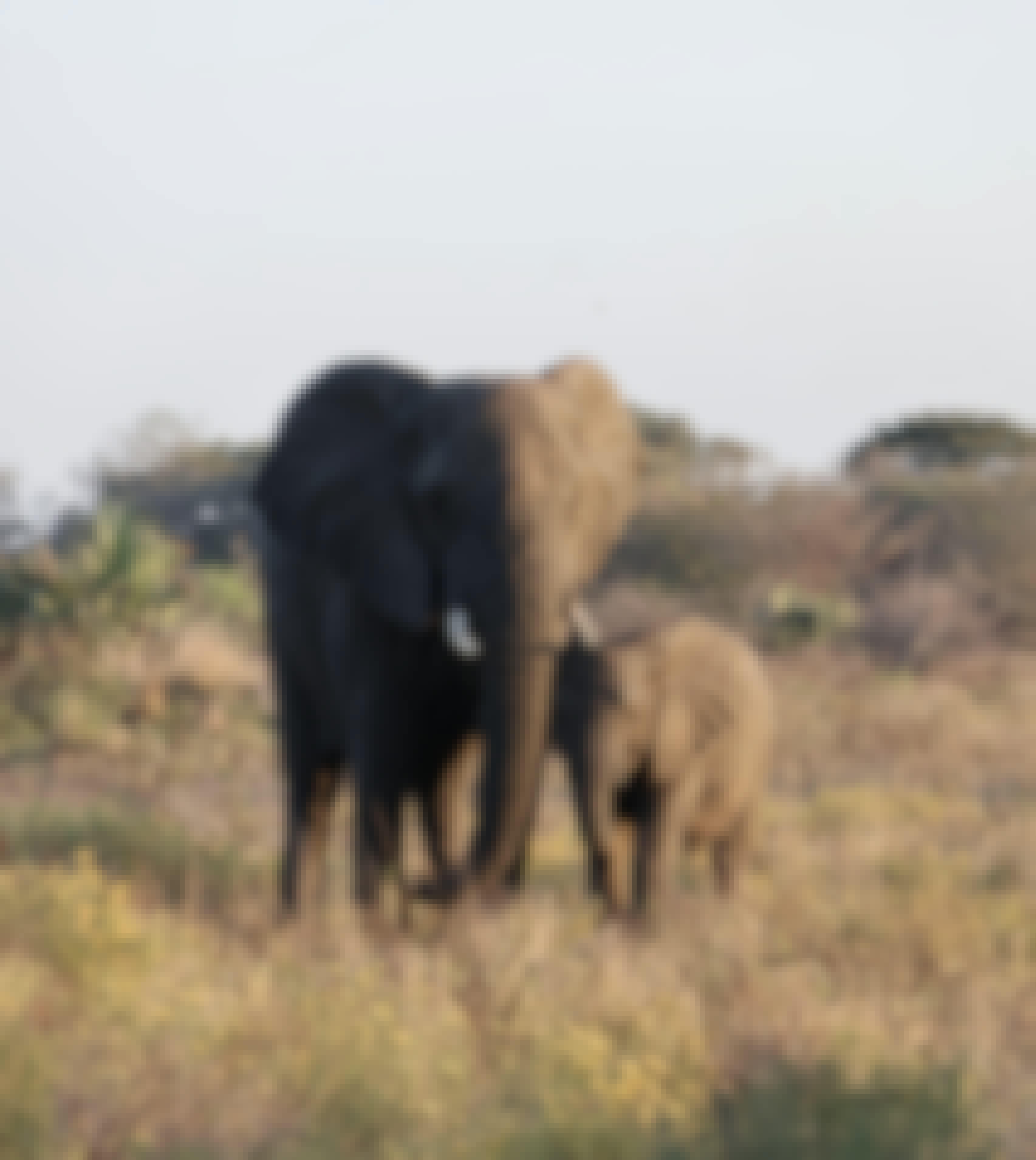 Jenna Page: Mother and baby elephant in the bush