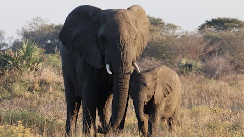 Jenna Page: Mother and baby elephant in the bush