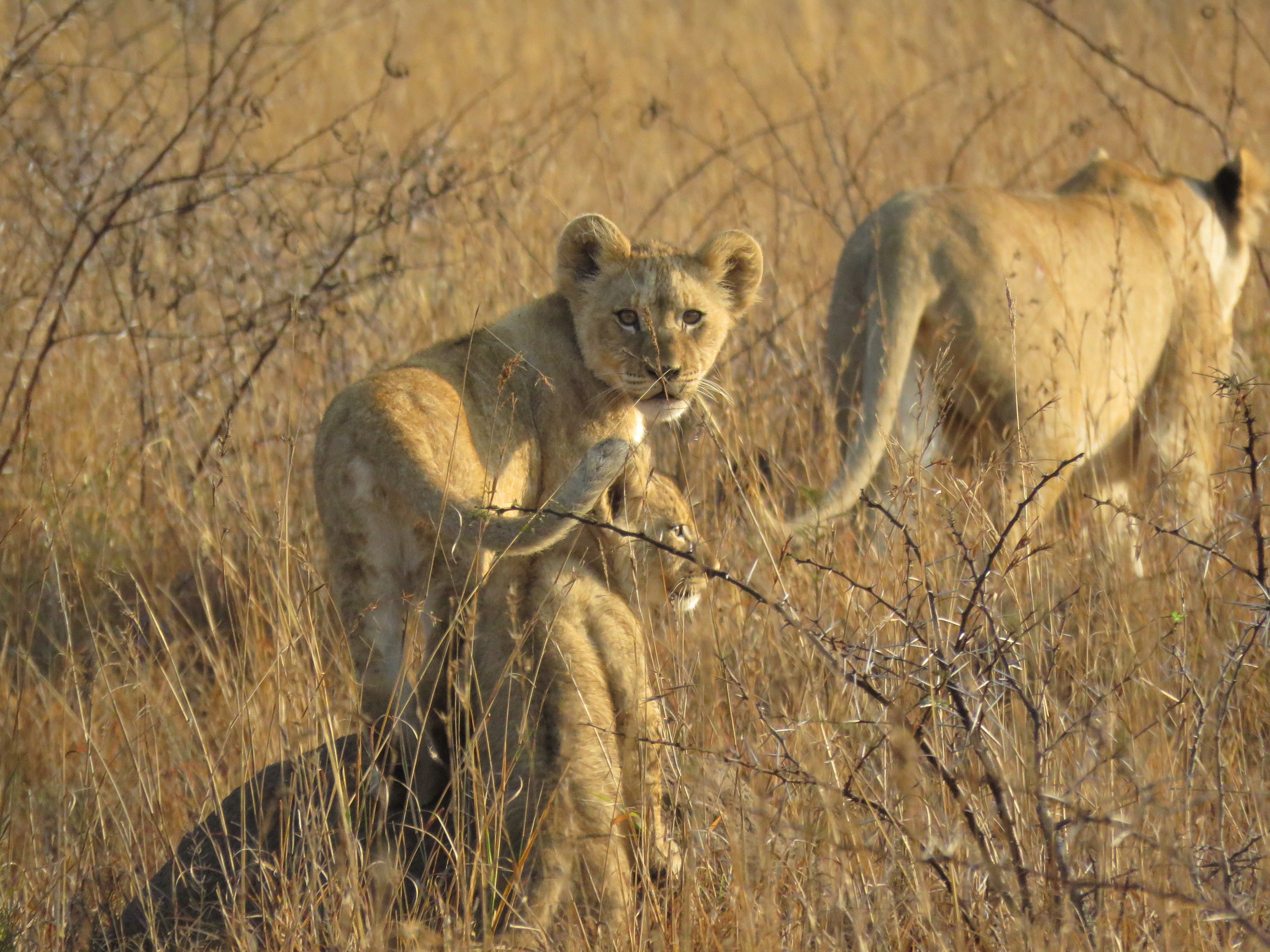 Jenna Page: lioness and her cubs 