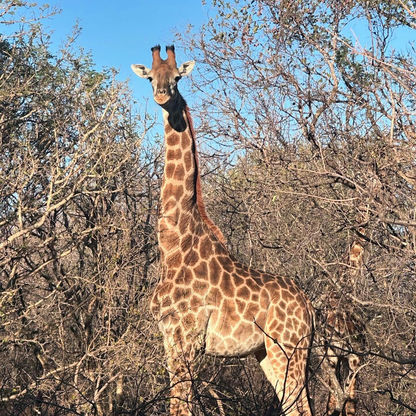 Brian and Adele Maloney: giraffe