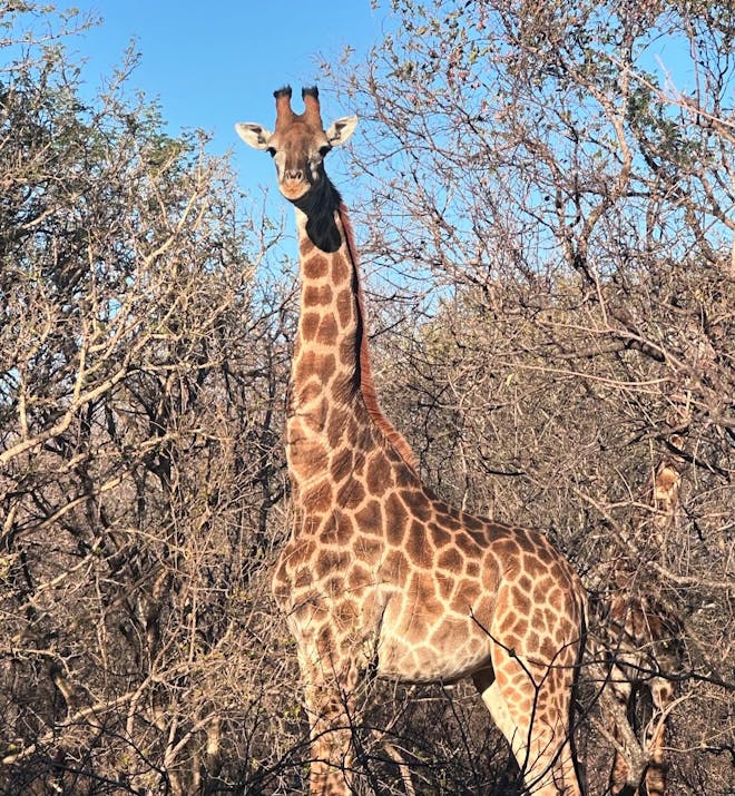 Brian and Adele Maloney: giraffe