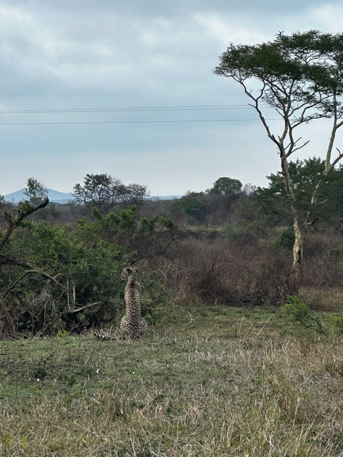 Nicholas Leddy: a cheetah in the bush