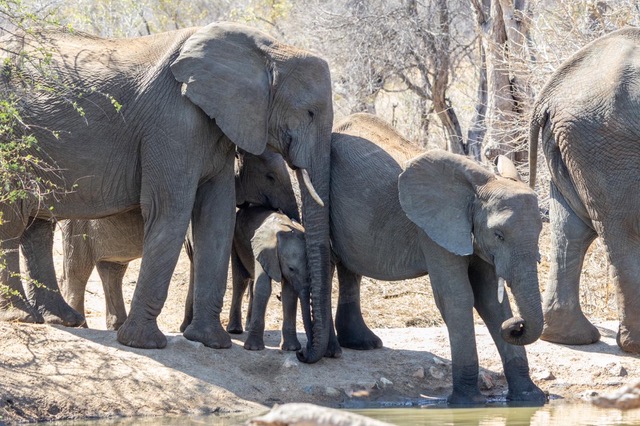 Nicholas Leddy: group of baby and adult elephants drinking 