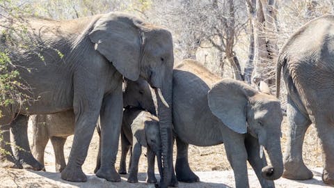 Nicholas Leddy: group of baby and adult elephants drinking