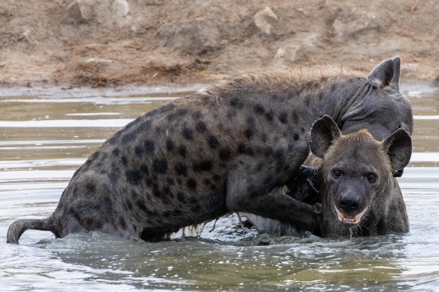Nicholas Leddy: two hyena's playing in the water