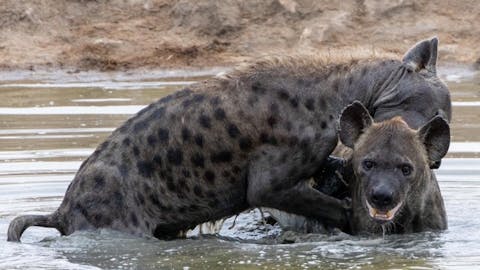 Nicholas Leddy: two hyena's playing in the water
