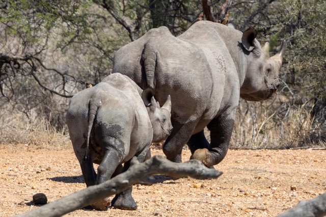 Nicholas Leddy: mother and baby rhino walking away 