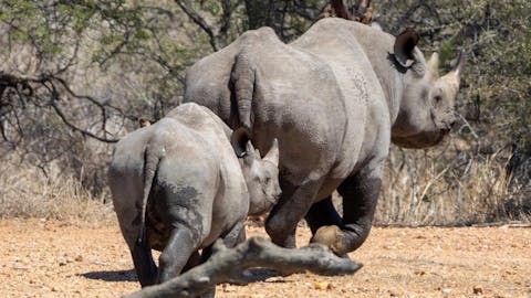 Nicholas Leddy: mother and baby rhino walking away