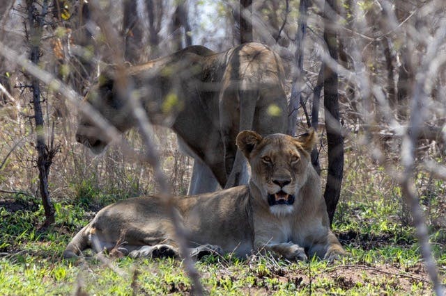 Nicholas Leddy: lion close up