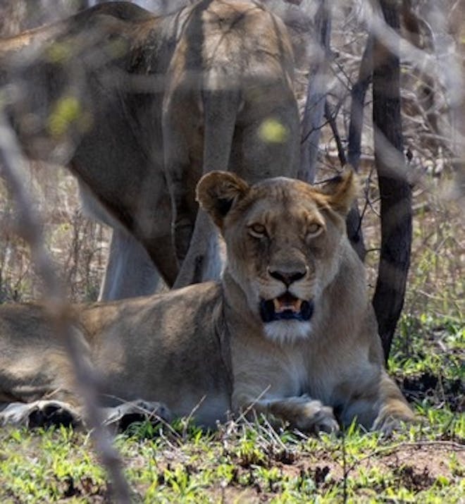 Nicholas Leddy: lion close up