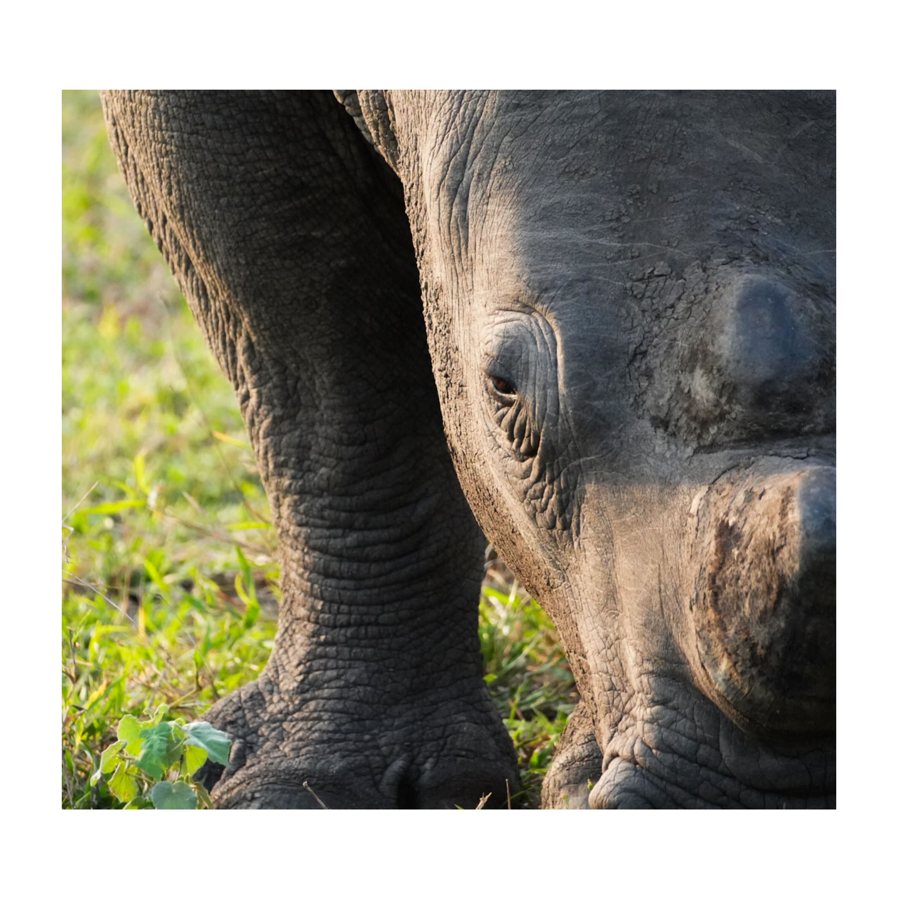 Sam Johnston: rhino close up