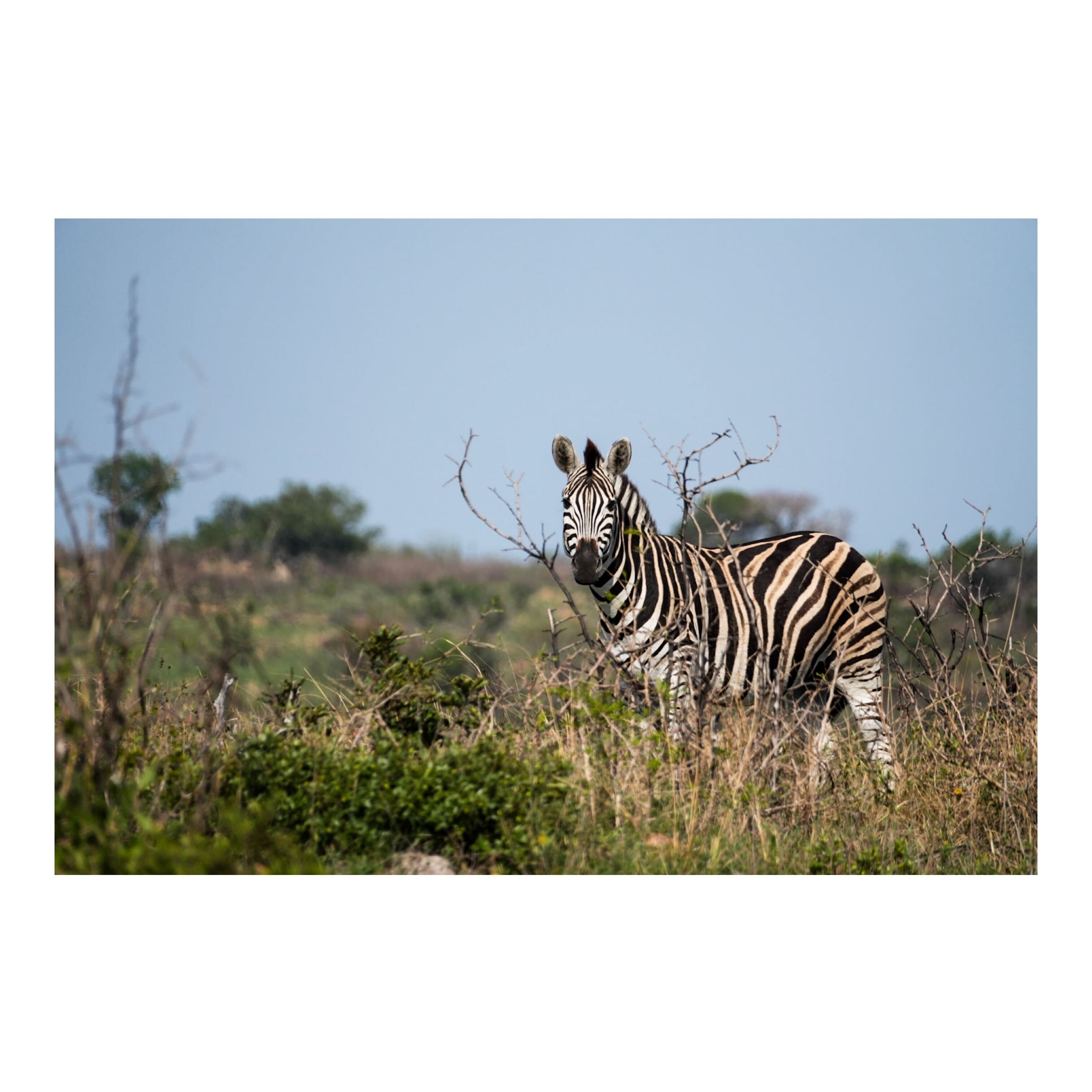 Sam Johnston: a zebra in the bush