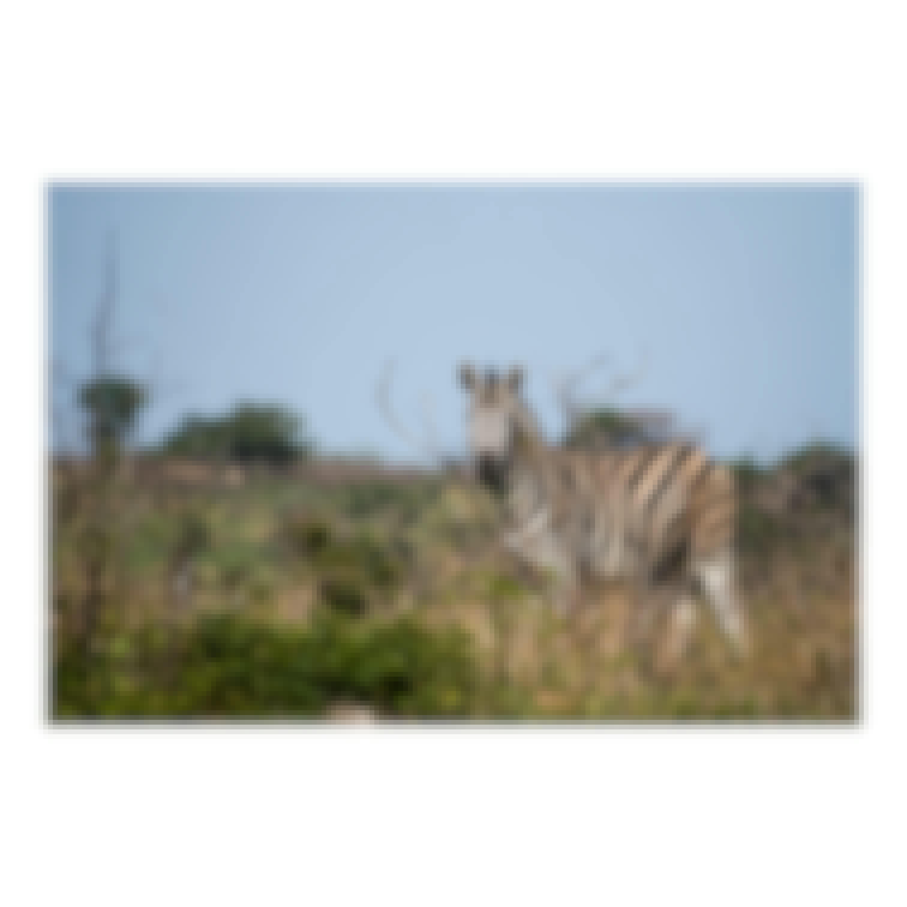 Sam Johnston: a zebra in the bush