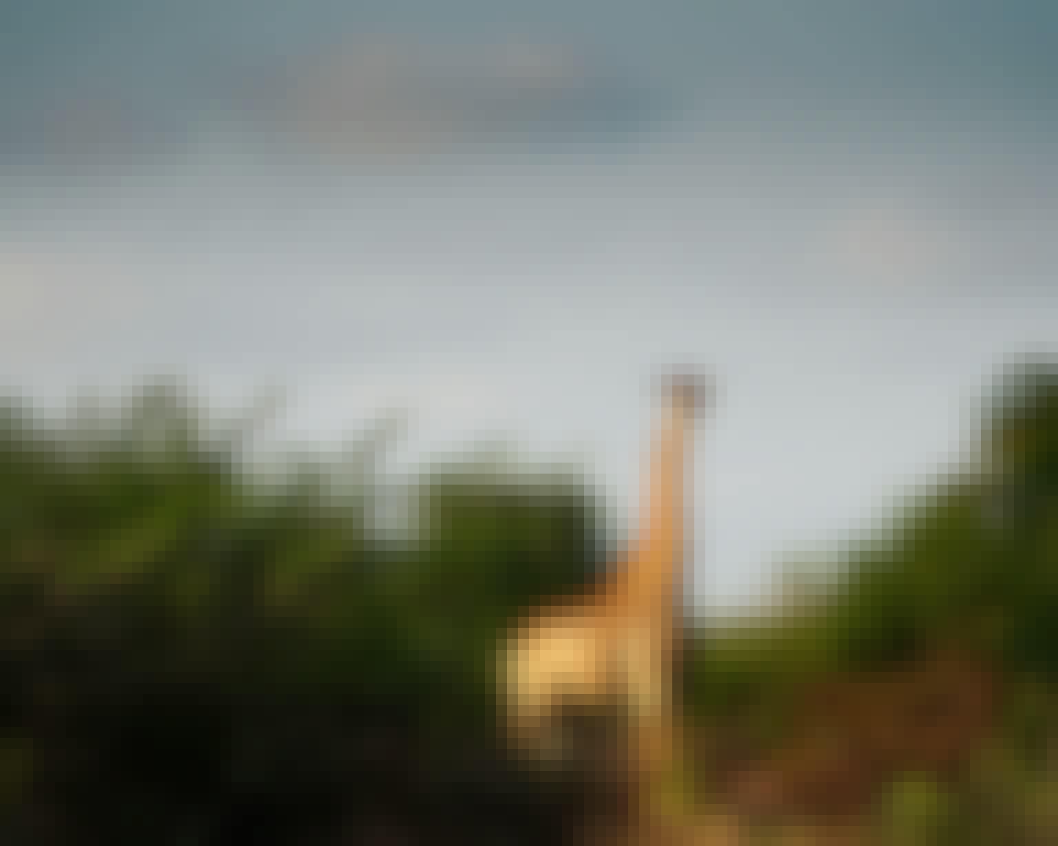 Sam Johnston: giraffe up close 