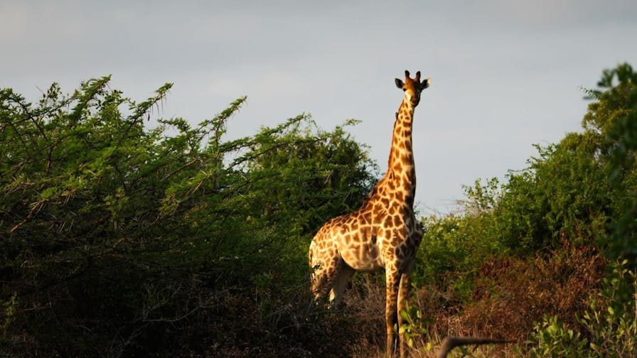 Sam Johnston: giraffe up close