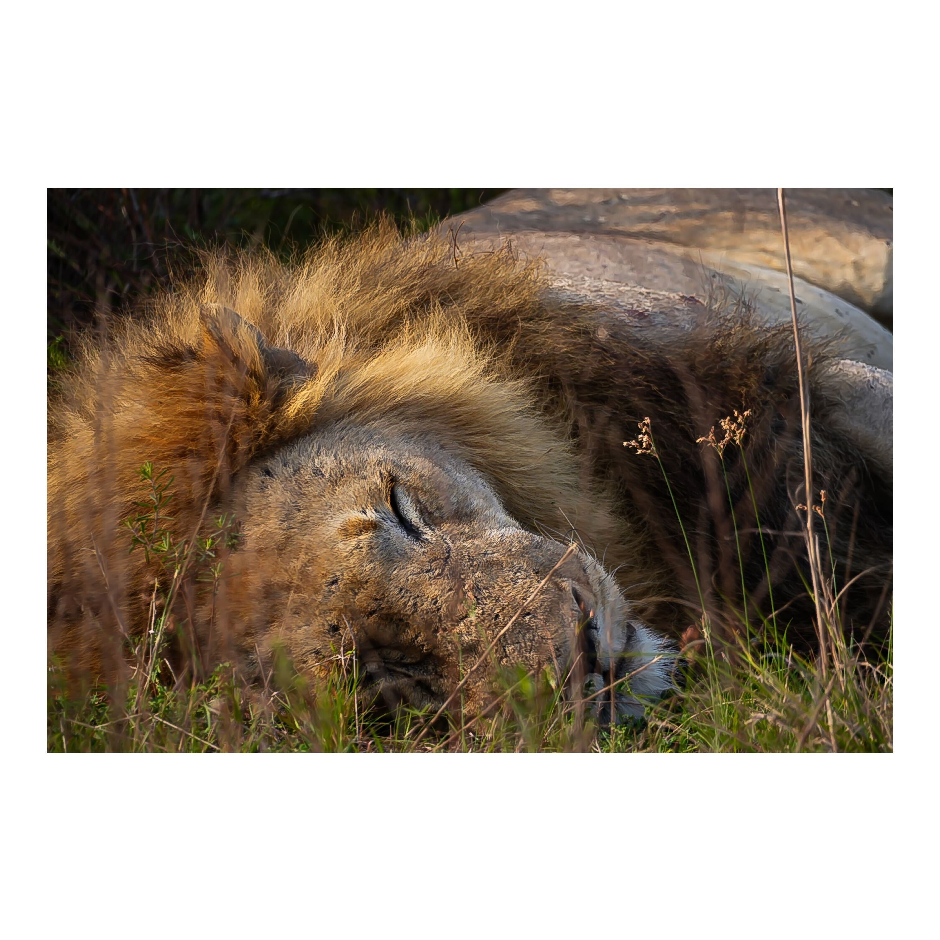 Sam Johnston: close up of male lion sleeping 