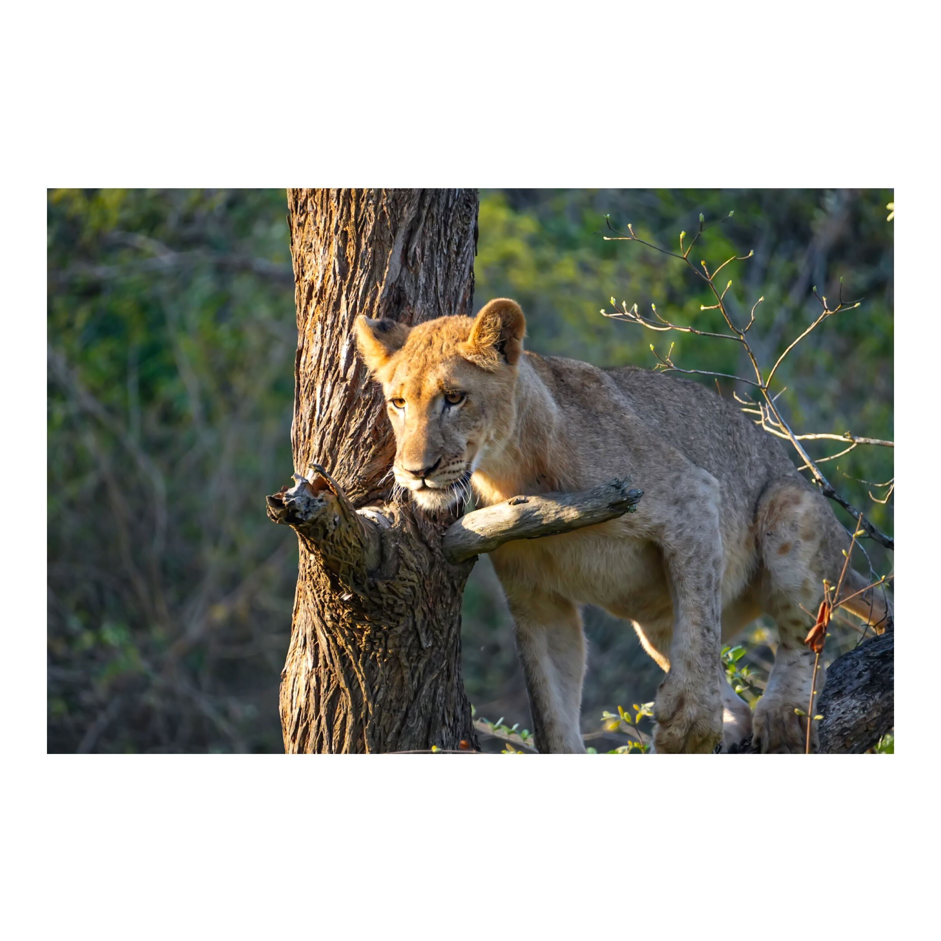 Sam Johnston: Phinda Wildlife research project lion cub close up 