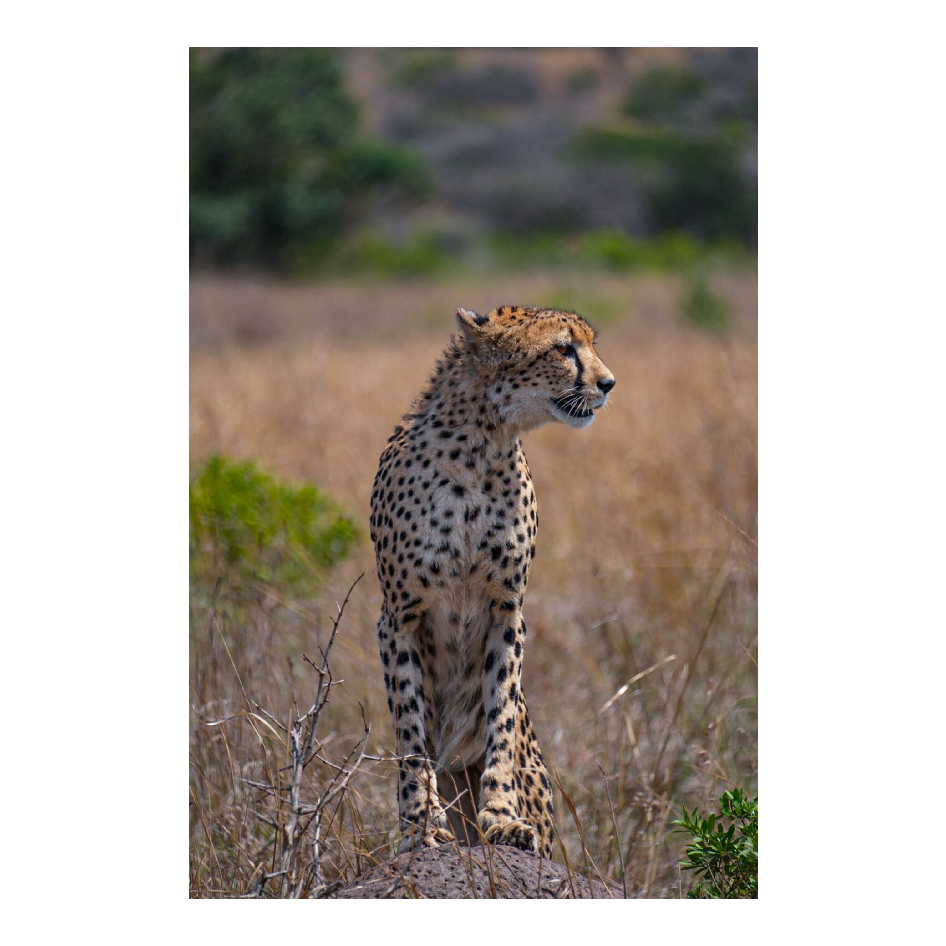 Sam Johnston: a cheetah in the bush 