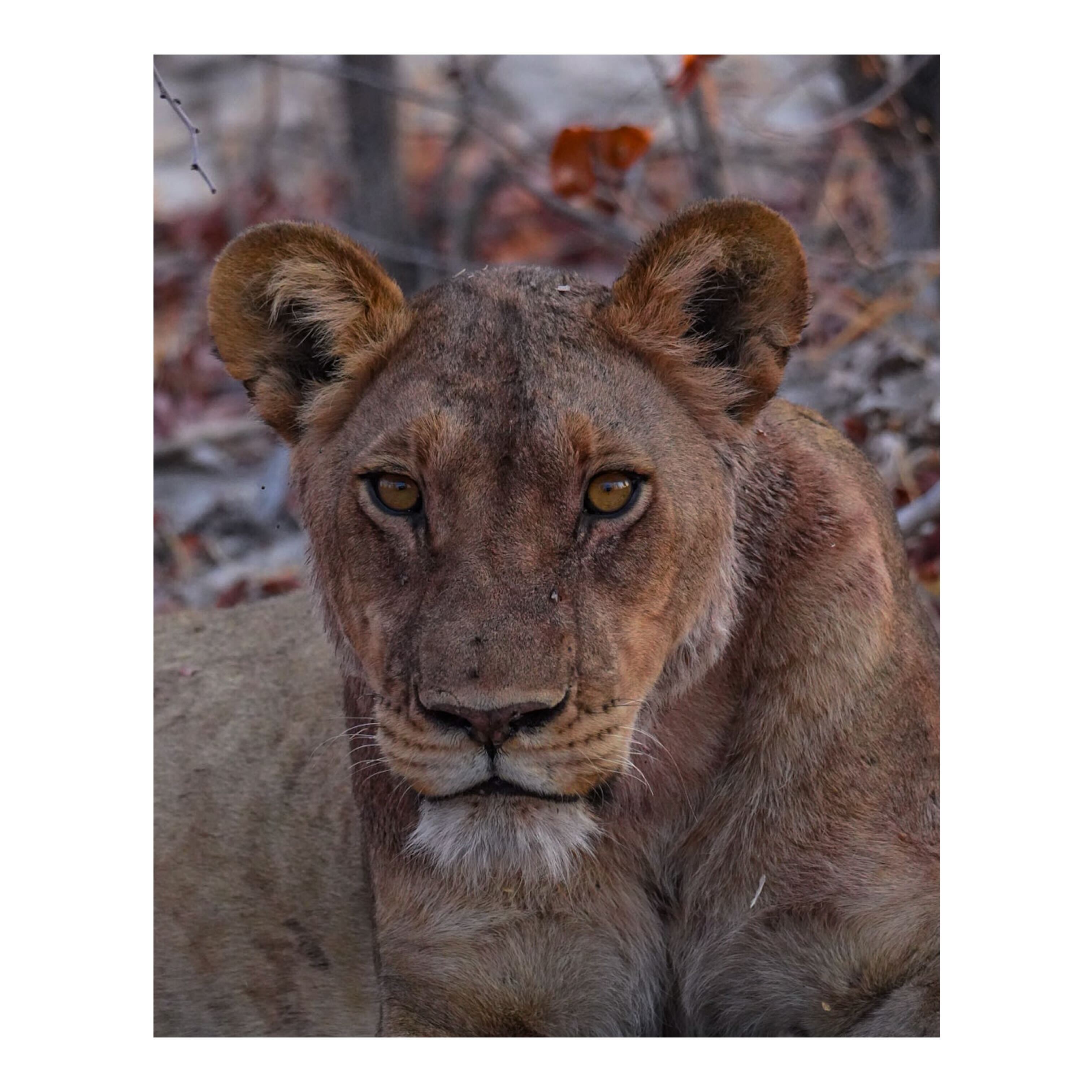 Sam Johnston: close up of a lioness