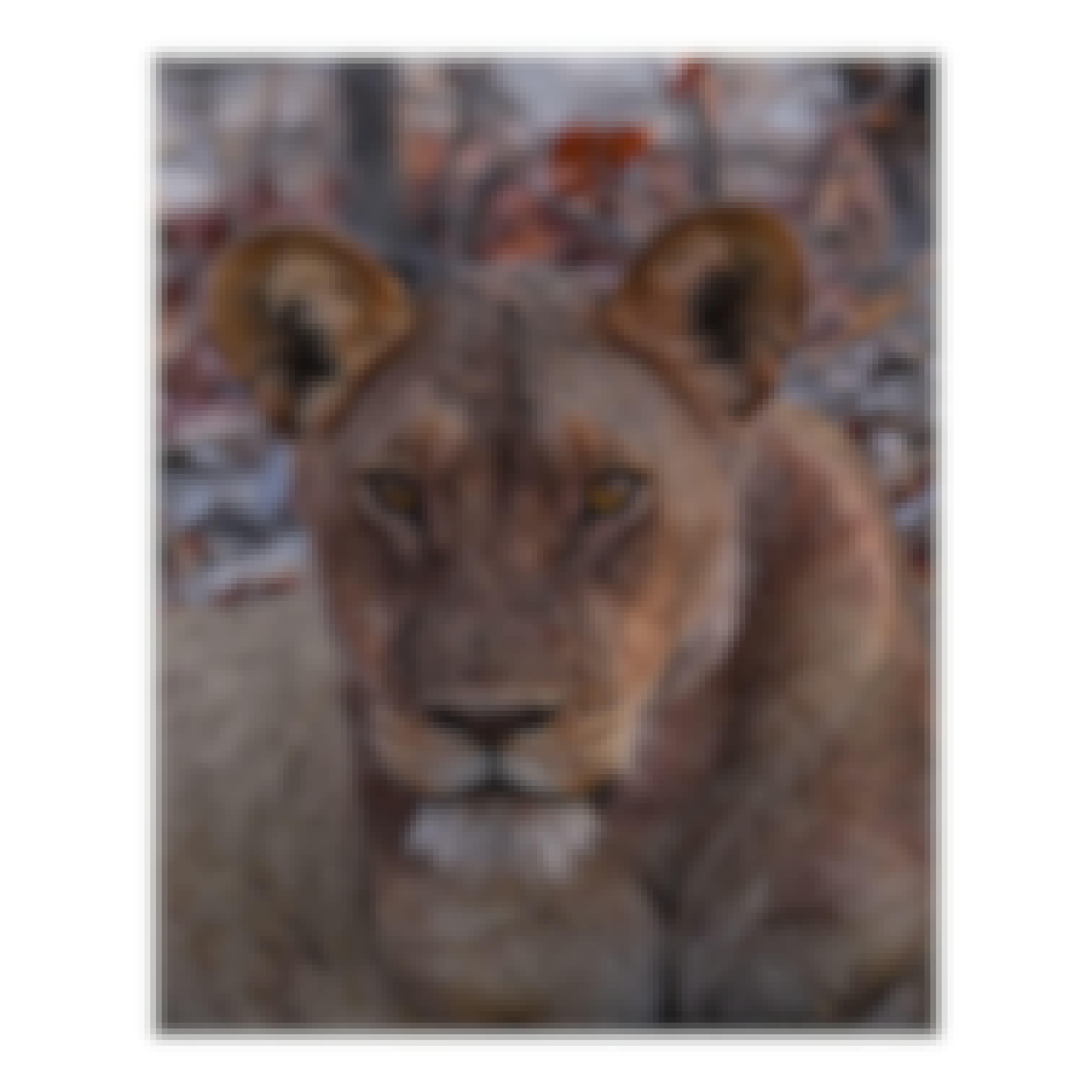 Sam Johnston: close up of a lioness